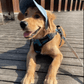 🔥 60 % DE RÉDUCTION – Chapeau pour chien, confortable et tendance 🐶🎩