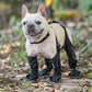 🐾 50% DE RÉDUCTION! ❤️ Collants imperméables – Protection & confort pour animaux ✨