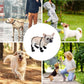 🐾 50% DE RÉDUCTION! ❤️ Collants imperméables – Protection & confort pour animaux ✨