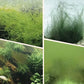 🐠 ACHETEZ 1 - RECEVEZ 1 GRATUIT ! 🌿 Éliminateur d'Algues pour Aquarium - Purification Sûre et Rapide sans Nocivité pour les Poissons 💧✨