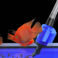 ⌛️Offre limitée à 50%🔥 Changeur d'eau et nettoyeur de filtre d'aquarium à aspiration électrique
