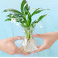 🏡Achetez 2 obtenez 3 GRATUITE !🪴Solution nutritive hydroponique pour la croissance des plantes☘️💦