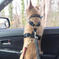 🎁 Achetez 1, obtenez 1 GRATUIT ! 🐕🔒 Ceintures de sécurité pour chiens – Sécurité et confort en voiture