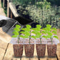 ⏰ Offre limitée -60 % 🌱🔥 Plateaux de germination avec lampe de croissance