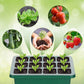⏰ Offre limitée -60 % 🌱🔥 Plateaux de germination avec lampe de croissance