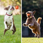 🐶 50% DE RÉDUCTION! ⚽ Balle automatique pour chien – Incassable & mouvement autonome ✨