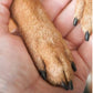 🐕 50% DE RÉDUCTION 🔥 Lime à griffes en bois pour animaux – Patins remplaçables & douce pour les pattes – Idéal pour chiens, chats ou petits animaux – toilettage silencieux et précis ✨🐾