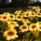 🌻 50% DE RÉDUCTION ☀️ Lampes solaires tournesol étanches – Pétales réalistes & IP65 – Allumage automatique, 8–12 h d’éclairage – parfaites pour le jardin ou la terrasse 🌿✨🏡