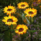 🌻 50% DE RÉDUCTION ☀️ Lampes solaires tournesol étanches – Pétales réalistes & IP65 – Allumage automatique, 8–12 h d’éclairage – parfaites pour le jardin ou la terrasse 🌿✨🏡