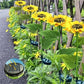 🌻 50% DE RÉDUCTION ☀️ Lampes solaires tournesol étanches – Pétales réalistes & IP65 – Allumage automatique, 8–12 h d’éclairage – parfaites pour le jardin ou la terrasse 🌿✨🏡