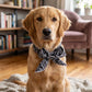 🐶 ACHETEZ 1, OBTENEZ 1 GRATUIT ! ❄️ Bandana rafraîchissant d’été pour animaux – Tissu Ice-Silk & sans électrocution – Garde votre chien ou chat au frais par fortes chaleurs – réutilisable, doux et facile à mettre 🐱💧✨