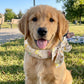 🐶 ACHETEZ 1, OBTENEZ 1 GRATUIT ! ❄️ Bandana rafraîchissant d’été pour animaux – Tissu Ice-Silk & sans électrocution – Garde votre chien ou chat au frais par fortes chaleurs – réutilisable, doux et facile à mettre 🐱💧✨