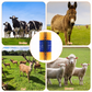 🐄 50% DE RÉDUCTION! 🧼 Brosse complète pour bétail – Massage, toilettage & grattage ✨