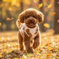 🐾 50% DE RÉDUCTION! 🧥 Gilet pour animal – Doublure peluche & tout mignon ✨